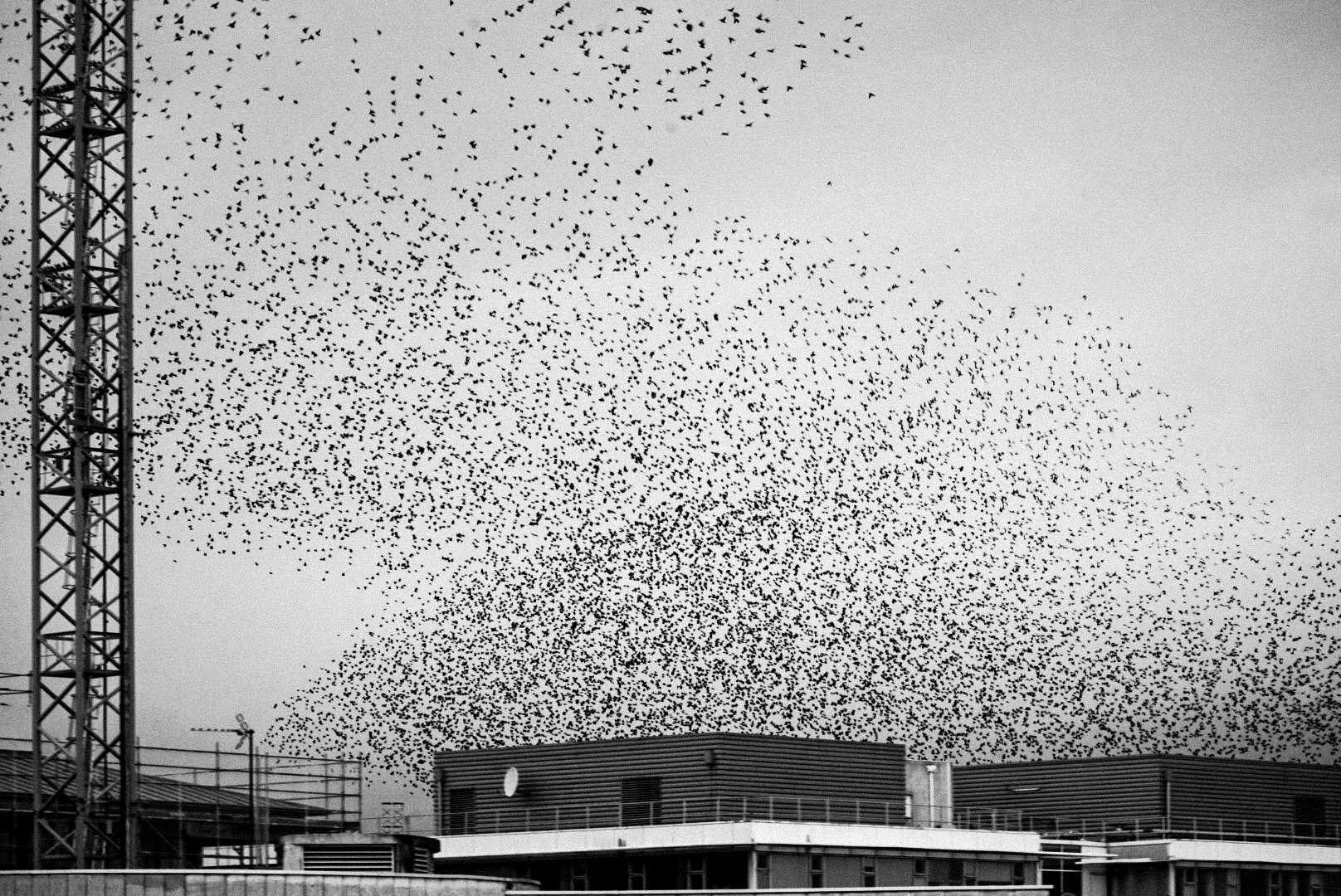 Vol d’oiseaux au-dessus de toits, photographie en noir et blanc — univers du site Maxence